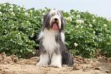 BEARDED COLLIE 009